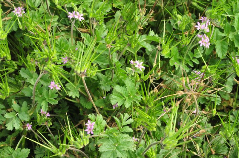 Erodium moschatum / Becco di gr aromatico